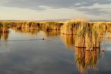 Umweltschützer warnen vor Donau-Wasser im Neusiedler See