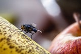 Mit diesen Tipps werden Sie Fruchtfliegen schnell los