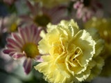 Falsche Botschaft: Diese Blumen sollten Sie nicht zum Muttertag verschenken