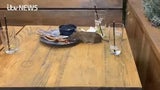 ratte
