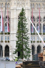 Weihnachtsbaum vor dem Wiener Rathaus