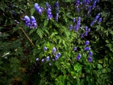 Der blaue Eisenhut enthält den Giftstoff Aconitin und ist die giftigste Pflanze in Europa. Kinder sollten weder mit den Blüten noch den Blättern in Berührung kommen.&nbsp;
