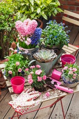 Balkon und Terrasse lassen sich mit eingetopften Frühjahrsblühern verschönern. Kübelpflanzen je nach Witterung aus dem Winterquartier holen.  