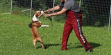 Hund Elmo beim Training