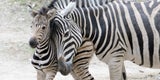 Doppelter Zebra-Nachwuchs in Schönbrunn
