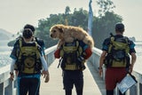 Arthur der Große: Wahlberg kommt jetzt im Kino auf den Hund