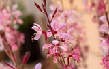 Die pinkfarbene Gaura ist heuer in.