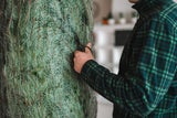 Tanne oder Fichte? Das müssen Sie beim Christbaumkauf beachten