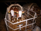 Kälber in "Tierqual-Rinderbetrieb"