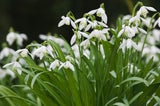 Schneeglöckchen sorgen für Frühlingserwachen im Garten