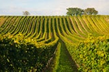 Weinwandern in Österreich: Die schönsten Wege zum Wein