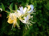Die Winter- oder Duft-Heckenkirsche bringt schon ab Dezember das süßliche Aroma von Jasmin in den Garten.  