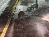 Känguru bummelte durch Waidhofen an der Ybbs