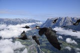 Urzeitvogel Waldrapp
