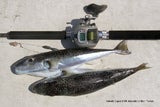 Giftigster Fisch der Welt in der Adria: Lebensgefahr für Urlauber?
