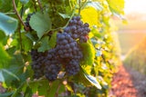 Weinwandern in Österreich: Die schönsten Wege zum Wein