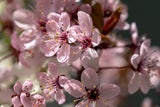 Herrscht kein Dauerfrost, schmückt die Japanische Zieraprikose den Garten im Februar mit rosa Blüten. 