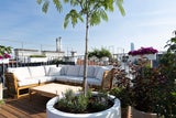 Der Seidenbaum kann, wie die meisten Pflanzen auf Theresias Starkls Terrasse, auch im Winter im Freien stehen. Als hübsche Unterpflanzung setzte sie hier herrlich duftenden Lavendel und Katzenminze ein. 
