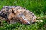 Erneut Wolf in Osttirol zum Abschuss freigegeben