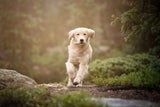 Flauschiger Held: Hund rennt 6 Kilometer durch Wildnis und rettet Herrchen aus Todesfalle!