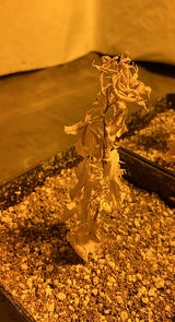 Indoor-Plantage
