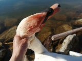 Der brütende Schwan wurde erschlagen.