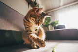 Warum Katzen an Möbeln kratzen - und was dagegen hilft