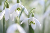Schneeglöckchen sorgen für Frühlingserwachen im Garten