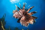 Giftiger Rotfeuerfisch erobert Kroatiens Küsten!