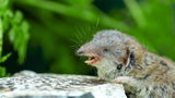 Bornavirus