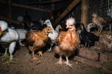 Vogelgrippe