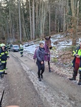 Pferd gerettet