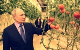 Putin Tomaten