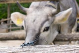 450 Käferarten: Das große Krabbeln im Tiergarten Schönbrunn