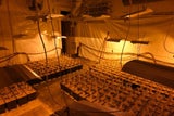 Indoor-Plantage