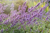 Mit diesen Pflanzen werden Sie Zecken im Garten endlich los