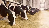 Erneut Vogelgrippe bei einem Arbeiter einer US-Molkerei bestätigt