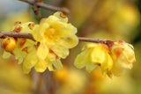 Die duftenden Blüten von Chimonanthus praecox, der Chinesischen Winterblüte, erscheinen von Jänner bis Februar.