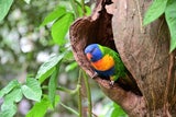 Daintree Nationalpark, Australien 