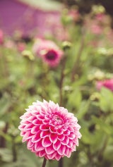 Dahlien: Die Königinnen des späten Sommers