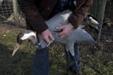 Erneut Vogelgrippe bei einem Arbeiter einer US-Molkerei bestätigt