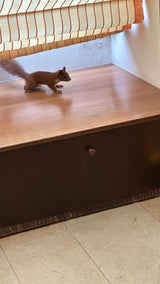 Lugner hatte einen süßen Gast in seinem Schlafzimmer