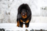 In China sind Tibetanische Doggen ein begehrtes Statussymbol.&nbsp;