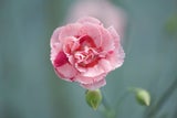 Floraskop: Diese Blumen sollten Sie am Valentinstag verschenken