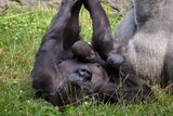 Gorilla-Babys Zoo Schmiding