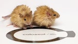 Gene aus der DNA von urzeitlichen Mammuts wurden mit der DNA Asiatischer Elefanten kombiniert, um daraus hybride Stammzellen zu erzeugen. Diese Stammzellen könnten dann zur Herstellung von Wollmammut-Embryonen verwendet werden. In der Praxis könnte dies jedoch äußerst schwierig sein, da Elefanten eine sehr lange Tragezeit haben.&nbsp;