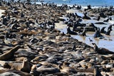 Hunderte Seelöwen besetzen Strand in Kalifornien