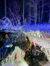 Baum stürzte auf Auto – Person eingeschlossen