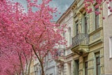 Nicht nur in Japan: Die schönsten Spots für die Kirschblüte weltweit