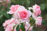 Floraskop: Diese Blumen sollten Sie am Valentinstag verschenken